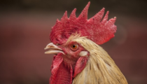 Asal Mula Shio Ayam